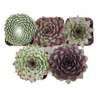 Sempervivum Succulents Plants Live Indoor Plants (5Pk)  Sempervivum Plants Live Houseplants  Hen And Chicks Live Plants Indoor House Plants  Rosette Succulent Plants In Plant Pots By Plants For Pets