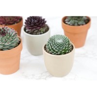 Sempervivum Succulents Plants Live Indoor Plants (5Pk)  Sempervivum Plants Live Houseplants  Hen And Chicks Live Plants Indoor House Plants  Rosette Succulent Plants In Plant Pots By Plants For Pets