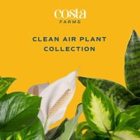 Costa Farms Live Plants (3 Pack)  Easy To Grow Real Indoor Houseplants  Exotic Angel Clean Air Indoor Plant Collection  Grower'S Choice In Home D?Cor Indoors Plant Pots  New House Gift Or Room D?Cor