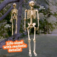 Scs Direct Posable Life Size Human Skeleton Family Set Of 2 Adult 5 4 Children 2 Halloween Prop Indoor Outdoor Decor