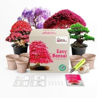 Grow Your Own Bonsai Tree Kit Easily Grow 4 Types Of Bonsai Tree With Our Complete Beginner Friendly Bonsai Starter Kit Bonz