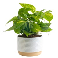 Costa Farms Golden Pothos Live Plant Easy Care Indoor House Plant In Modern Decor Planter Pot Potting Soil Natural Air Purifi