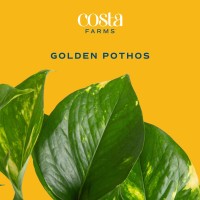 Costa Farms Golden Pothos Live Plant Easy Care Indoor House Plant In Modern Decor Planter Pot Potting Soil Natural Air Purifi