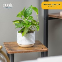 Costa Farms Golden Pothos Live Plant Easy Care Indoor House Plant In Modern Decor Planter Pot Potting Soil Natural Air Purifi