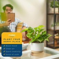 Costa Farms Golden Pothos Live Plant Easy Care Indoor House Plant In Modern Decor Planter Pot Potting Soil Natural Air Purifi