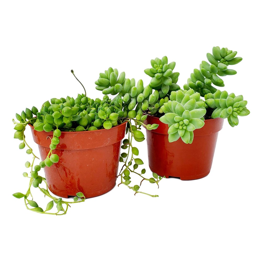 Fat Plants San Diego Succulent Plants Fully Rooted In 4 Inch Planter Pots With Soil Real Live Potted Succulentsunique Indoo