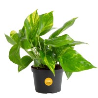 Costa Farms Golden Pothos Live Plant Easy Care Indoor House Plant In Growers Pot Potting Soil Great For Outdoor Hanging Plan