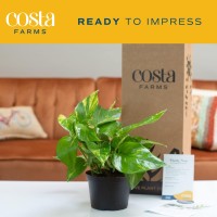 Costa Farms Golden Pothos Live Plant Easy Care Indoor House Plant In Growers Pot Potting Soil Great For Outdoor Hanging Plan