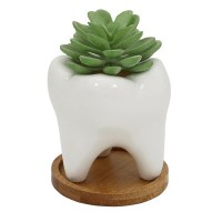 Gemseek Cute Tooth Succulent Planter Pot With Drainage Tray White Ceramic Cactus Flower Container Small Indoor Air Plant Holde