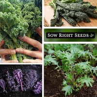 Sow Right Seeds - Kale Seed Collection For Planting - Non-Gmo Heirloom Packet With Instructions To Plant And Grow A Home Vegetable Garden  Great Gardening Gift