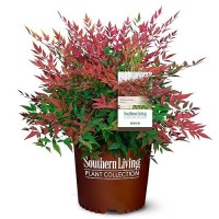 2 Gal Obsession Nandina Shrub