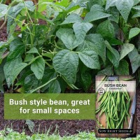 Sow Right Seeds Contender Bush Green Bean Seeds For Planting Nongmo Heirloom Seed Packet Stringless Variety To Plant An O