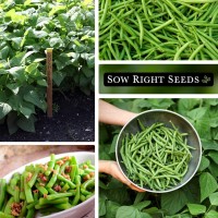 Sow Right Seeds Contender Bush Green Bean Seeds For Planting Nongmo Heirloom Seed Packet Stringless Variety To Plant An O