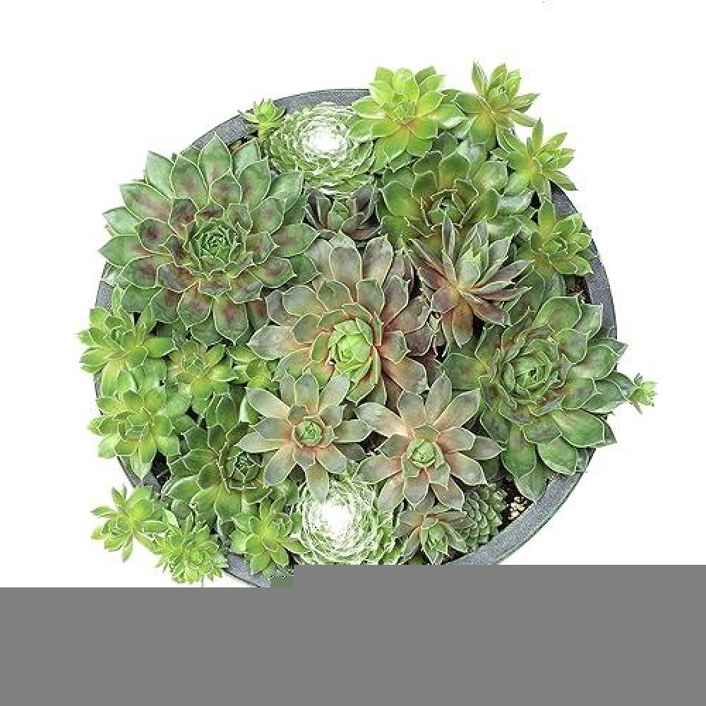 Live Sempervivum Planter Bowl Sempervivum Succulents Plants Hens And Chicks Succulent Plants Sempervivum Plants Succulent Pla