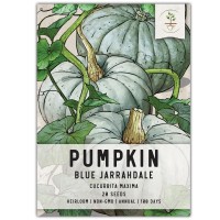 Seed Needs Blue Jarrahdale Pumpkin Seeds 20 Heirloom Seeds For Planting Cucurbita Maxima Nongmo Untreated Tasty Decora