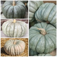 Seed Needs Blue Jarrahdale Pumpkin Seeds 20 Heirloom Seeds For Planting Cucurbita Maxima Nongmo Untreated Tasty Decora