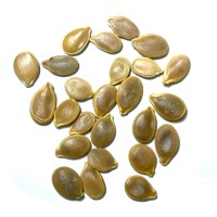 Seed Needs Blue Jarrahdale Pumpkin Seeds 20 Heirloom Seeds For Planting Cucurbita Maxima Nongmo Untreated Tasty Decora