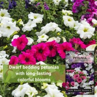 Sow Right Seeds Dwarf Mixed Petunia Seeds To Plant Full Instructions For Planting And Growing A Flower Garden Nongmo Heir