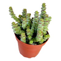 4 Crassula Babys Necklace Live Trailing Succulent Fully Rooted In Pots With Soil Mix Rare House Plant For Home Office Wed