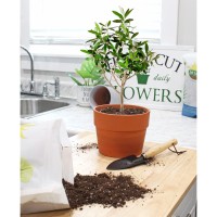 Olive Tree Potting Soil Mix 8 Quarts For Planting Repotting And Growing Olive Bushesplants