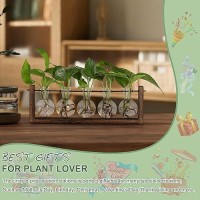 Yibot Plants Propagation Stations Plant Terrarium With Wooden Stand Wall Hanging Glass Planter Plant Propagation Vase For Indoor Office Home Garden Decor Plant Lover Gifts For Women-5 Bulbs