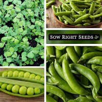 Sow Right Seeds - Sugar Snap Pea Seeds For Planting - Non-Gmo Heirloom Packet With Instructions To Plant A Home Vegetable Garden - Grow Tons Of Delicious Pods - Cool Season Crop  Super Productive (2)