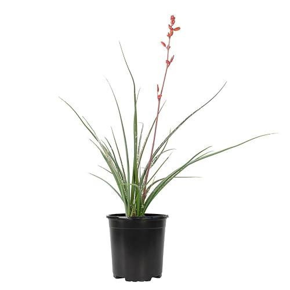 Live Succulents Plants Live Red Yucca Plant Outdoor Plants Live Yucca Plants Outdoor Yucca Plants Live Plants Succulent Plant