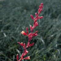 Live Succulents Plants Live Red Yucca Plant Outdoor Plants Live Yucca Plants Outdoor Yucca Plants Live Plants Succulent Plant