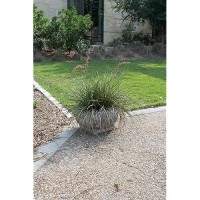 Live Succulents Plants Live Red Yucca Plant Outdoor Plants Live Yucca Plants Outdoor Yucca Plants Live Plants Succulent Plant