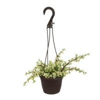 Variegated Portulacaria Afra Live Plants Indoor Plants Succulents Plants Live Hanging Plants Hanging Planter Basket Succulent