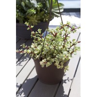 Variegated Portulacaria Afra Live Plants Indoor Plants Succulents Plants Live Hanging Plants Hanging Planter Basket Succulent