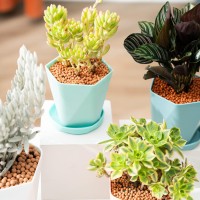 Bisenwin Small Pots For Plants 5 Inch Plant Pot Indoor Square Mini Plastic Flower Pots Outdoor For Garden5 In 12 Pcs