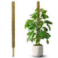 Duspro 59 Inches Nonbendable Pole For Big Plants Large Moss Pole For Plants Monstera Plant Stakes For Indoor Plants Monstera