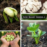 Sow Right Seeds - Fordhook Lima Bush Bean Seeds For Planting - Non-Gmo Heirloom Packet With Instructions To Plant An Outdoor Home Vegetable Garden - Stringless Variety - Protein Packed Bush Bean (1)