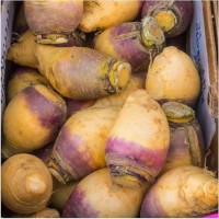 Seed Needs  Purple Top Rutabaga Seeds 800 Heirloom Seeds For Planting Brassica Napobrassica - Grow An Outdoor Vegetable Garden Non-Gmo & Untreated (1 Pack)