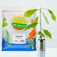 Avocado Tree Potting Soil Mix 12 Quarts For Germinating Growing And Repotting Avocado Plants