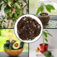 Avocado Tree Potting Soil Mix 12 Quarts For Germinating Growing And Repotting Avocado Plants