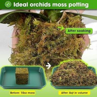 Duspro Dried Moss For Potted Plants Forest Orchid Moss For Potting Mix Sphagnum Potting Moss For Plants Indoor Real Moss Soil