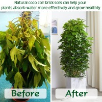 Zeedix 10 Pcs Premium Coco Coir Bricks Compressed Coconut Coir For Plants100 Organic Coco Coir Fiber Potting Soil With Low Ec