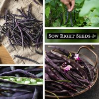 Sow Right Seeds - Royal Burgundy Bean Seeds For Planting - Non-Gmo Heirloom Packet With Instructions To Plant An Outdoor Home Vegetable Garden - Stringless Variety - Dark Color  Abundant Harvest (2)