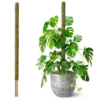 Duspro 80 Inches Large Moss Pole For Plants Monstera Plant Stakes For Indoor Plants Monstera Plant Support Plant Supportplan