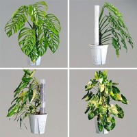 Haispring Plastic Moss Pole 4 Pack 17 Inch For Climbing Plants Monstera  Moss Pole Support For Indoor Plants  Plant Support For Monstera Work With Sphagnum Moss  Plant Lover Gifts(White)