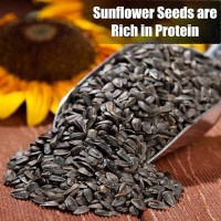 Old Potters Wildlife Black Oil Sunflower Seeds For Birds And Wildlife Nongmo Usa Grown On Small Farms 12 Lbs