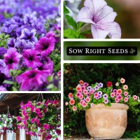 Sow Right Seeds Dwarf Mixed Petunia Seeds To Plant Full Instructions For Planting And Growing A Flower Garden Nongmo Heir