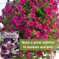 Sow Right Seeds Dwarf Mixed Petunia Seeds To Plant Full Instructions For Planting And Growing A Flower Garden Nongmo Heir