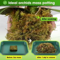 Duspro Dried Moss For Potted Plants Forest Orchid Moss For Potting Mix Sphagnum Potting Moss For Plants Indoor Real Moss Soil