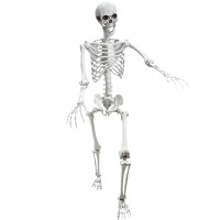 Lodou 54Ft Posable Life Size Human Adult Skeletons Plastic Human Bones With Movable Joints For Halloween Decoration