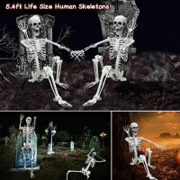 Lodou 54Ft Posable Life Size Human Adult Skeletons Plastic Human Bones With Movable Joints For Halloween Decoration