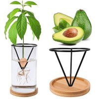 Bylion Avocado Tree Growing Kits Avocado Growing Vase Wooden Base Avocado Seed Starter Vase Glass Plant Pot Easy Seed Sprout St