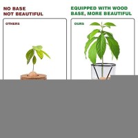 Bylion Avocado Tree Growing Kits Avocado Growing Vase Wooden Base Avocado Seed Starter Vase Glass Plant Pot Easy Seed Sprout St